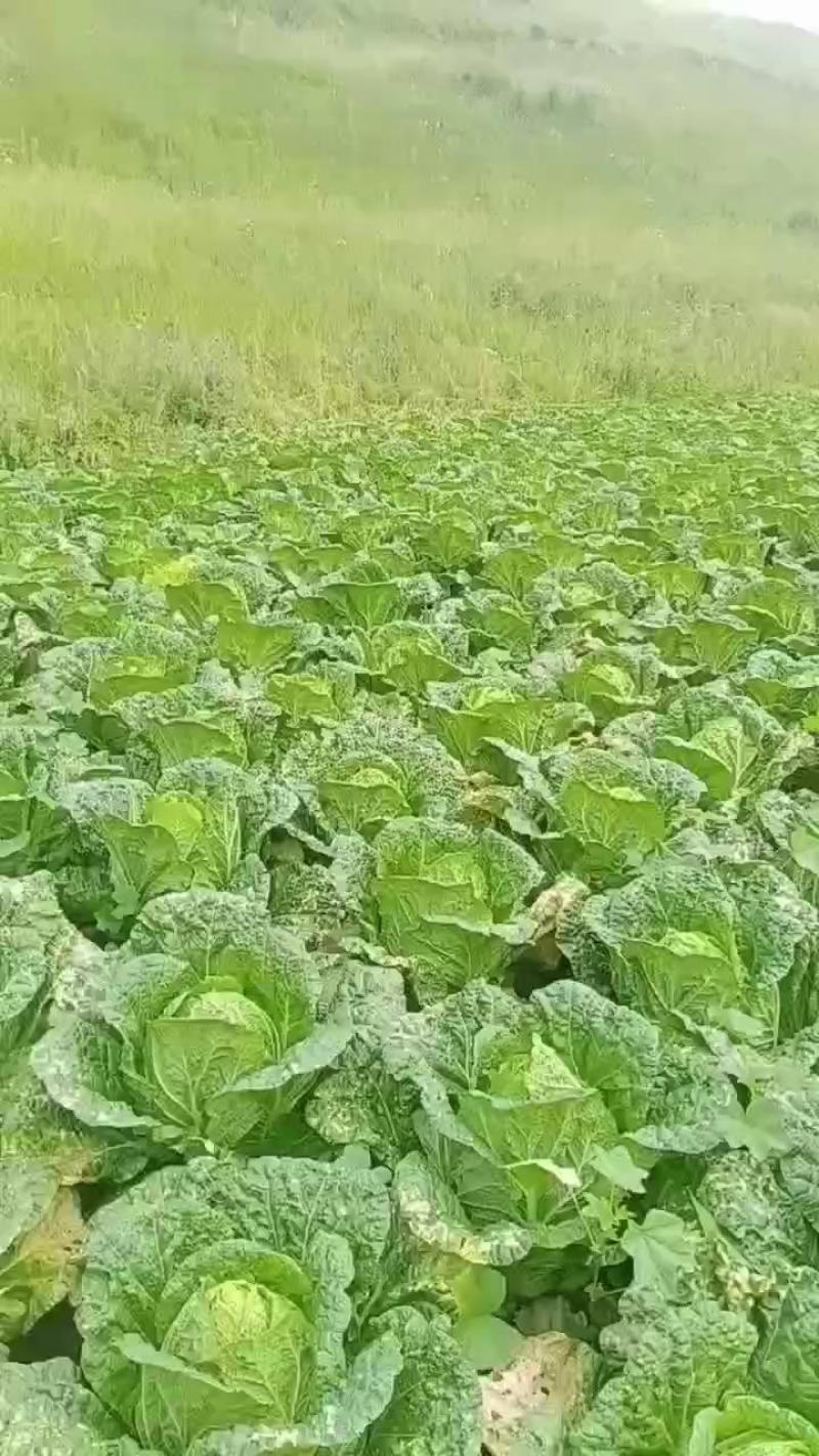 大白菜