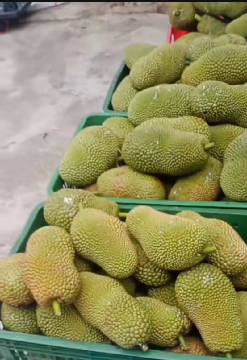 海南尖蜜拉榴莲蜜产地直销现摘现发价格优惠