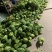 精品佛手片货源充足量大从优质量保证欢迎咨询