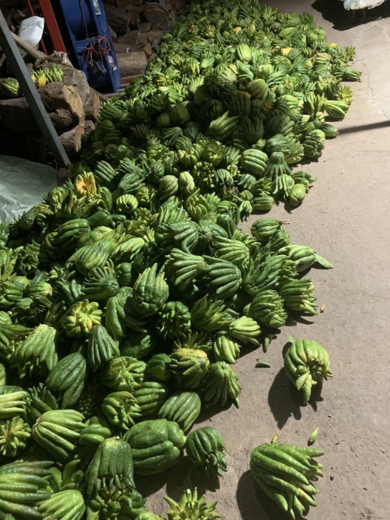 精品佛手片货源充足量大从优质量保证欢迎咨询