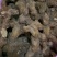 江西特产野生干货黄精无硫无任何添加剂可以直接食用