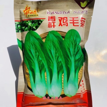 一斤装鸡毛菜种子青杆鸡毛菜种子四季蔬菜小青菜种子