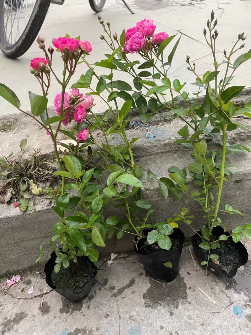 各种品种月季都齐全