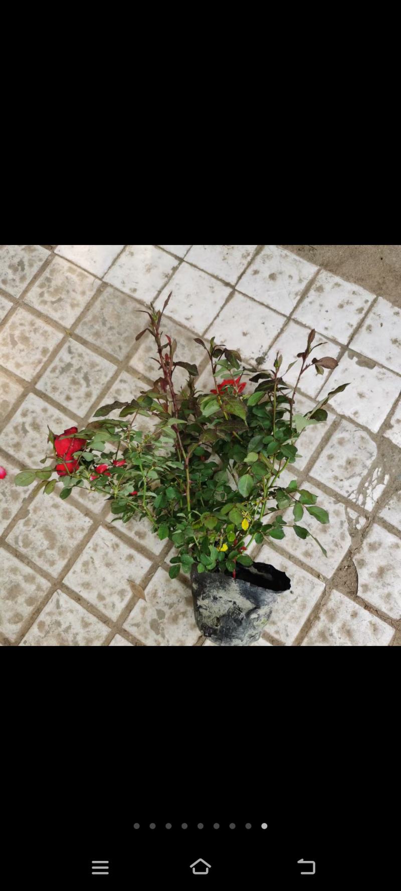 各种品种月季都齐全