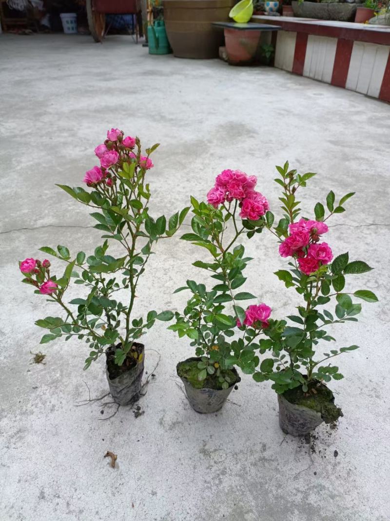 各种品种月季都齐全