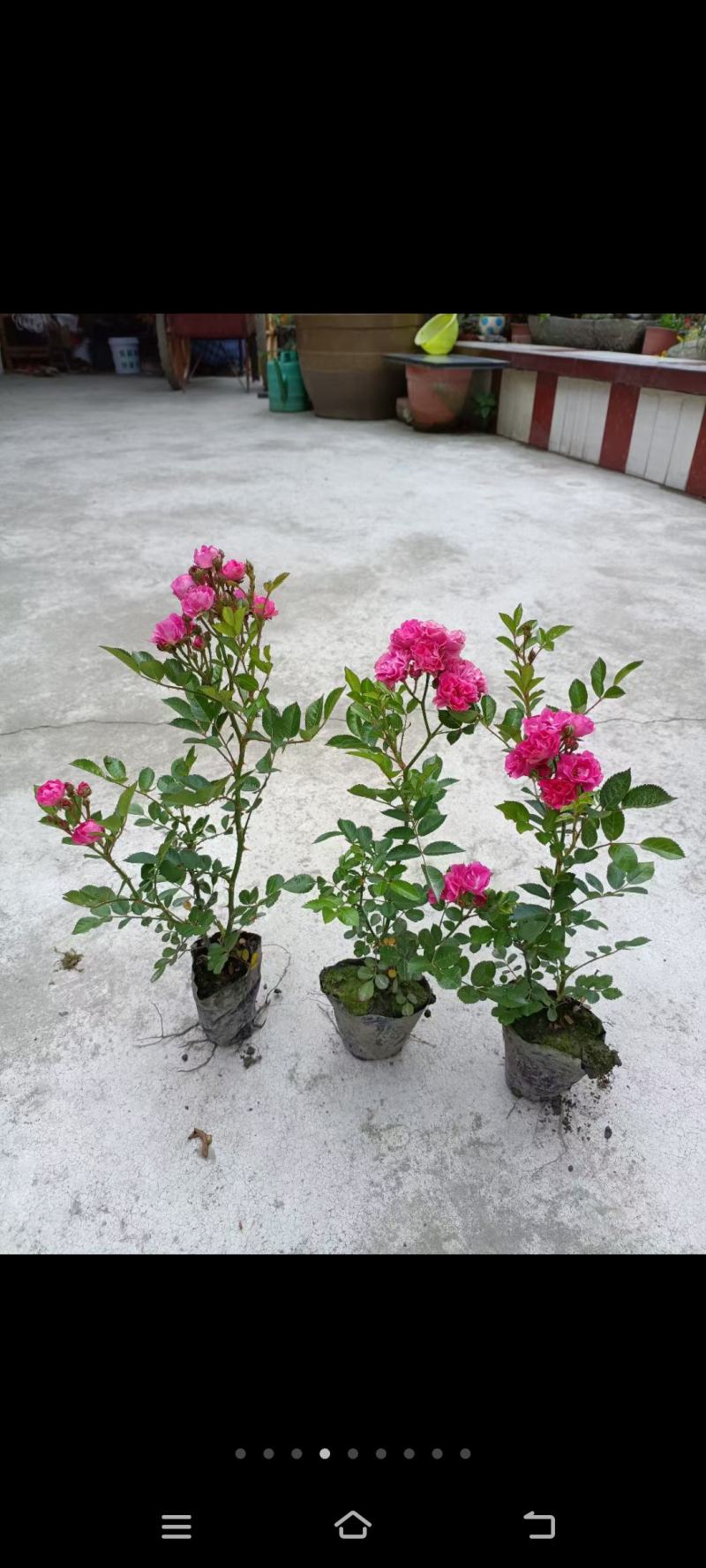 各种品种月季都齐全