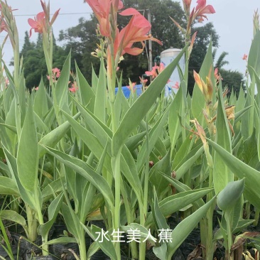 美人蕉