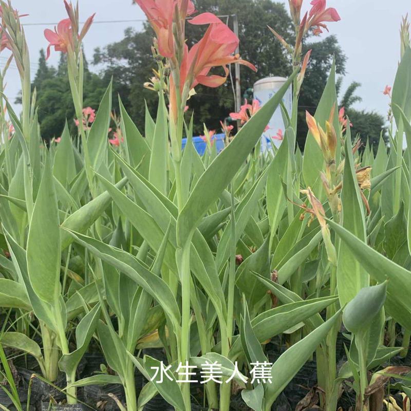 美人蕉