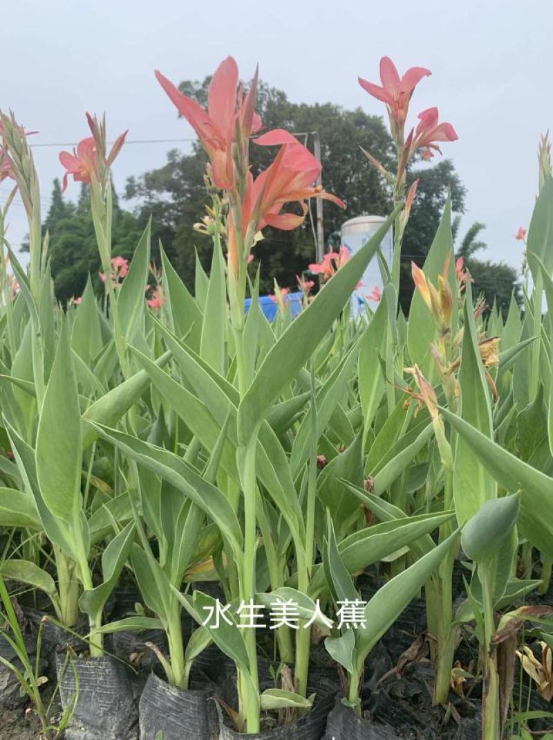 美人蕉
