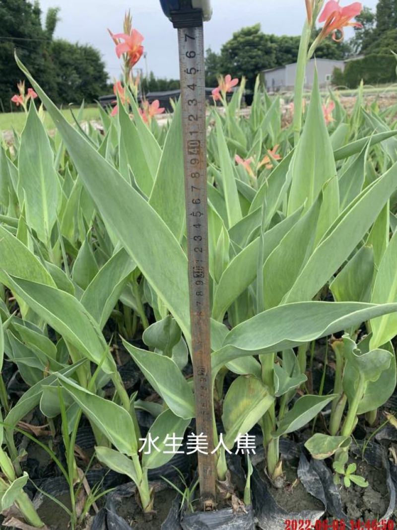 美人蕉