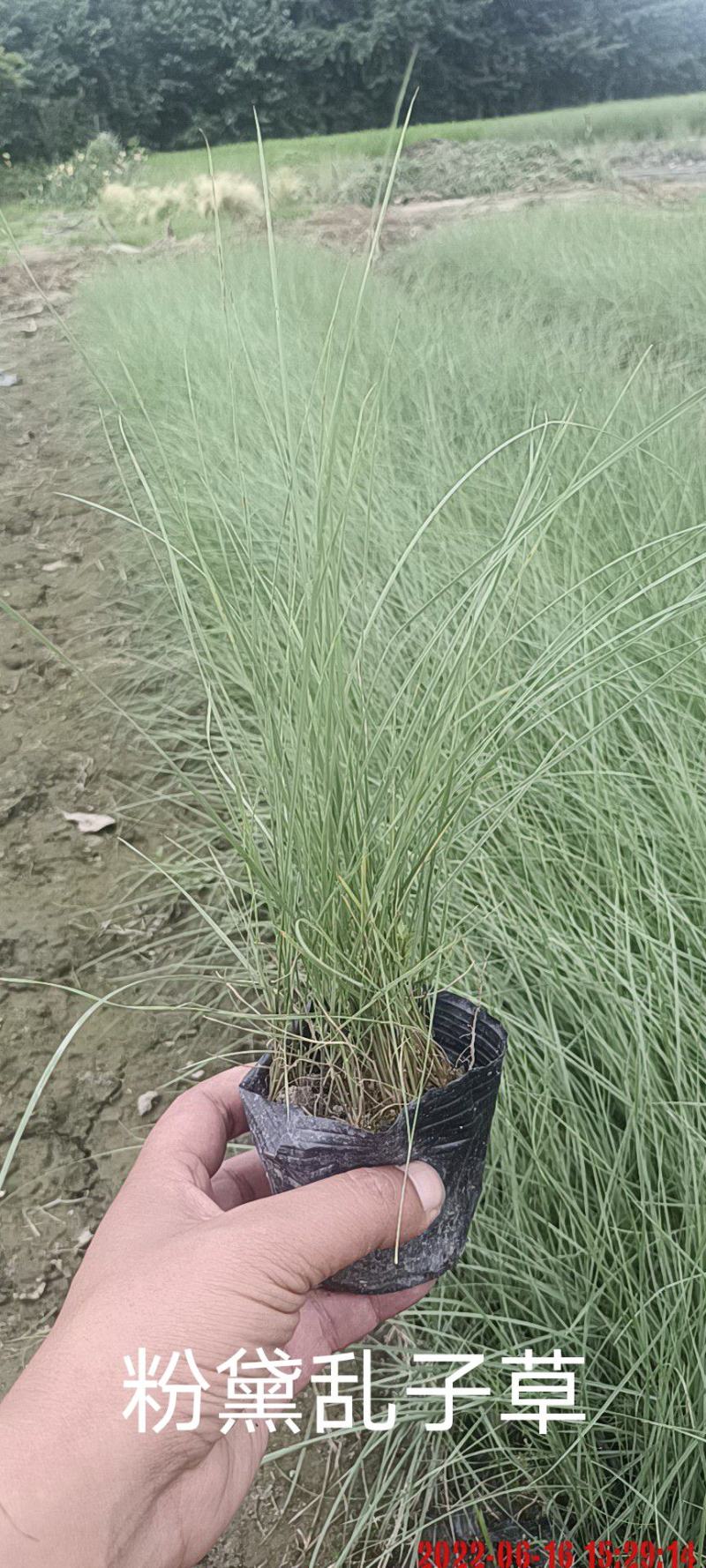 粉黛乱子草