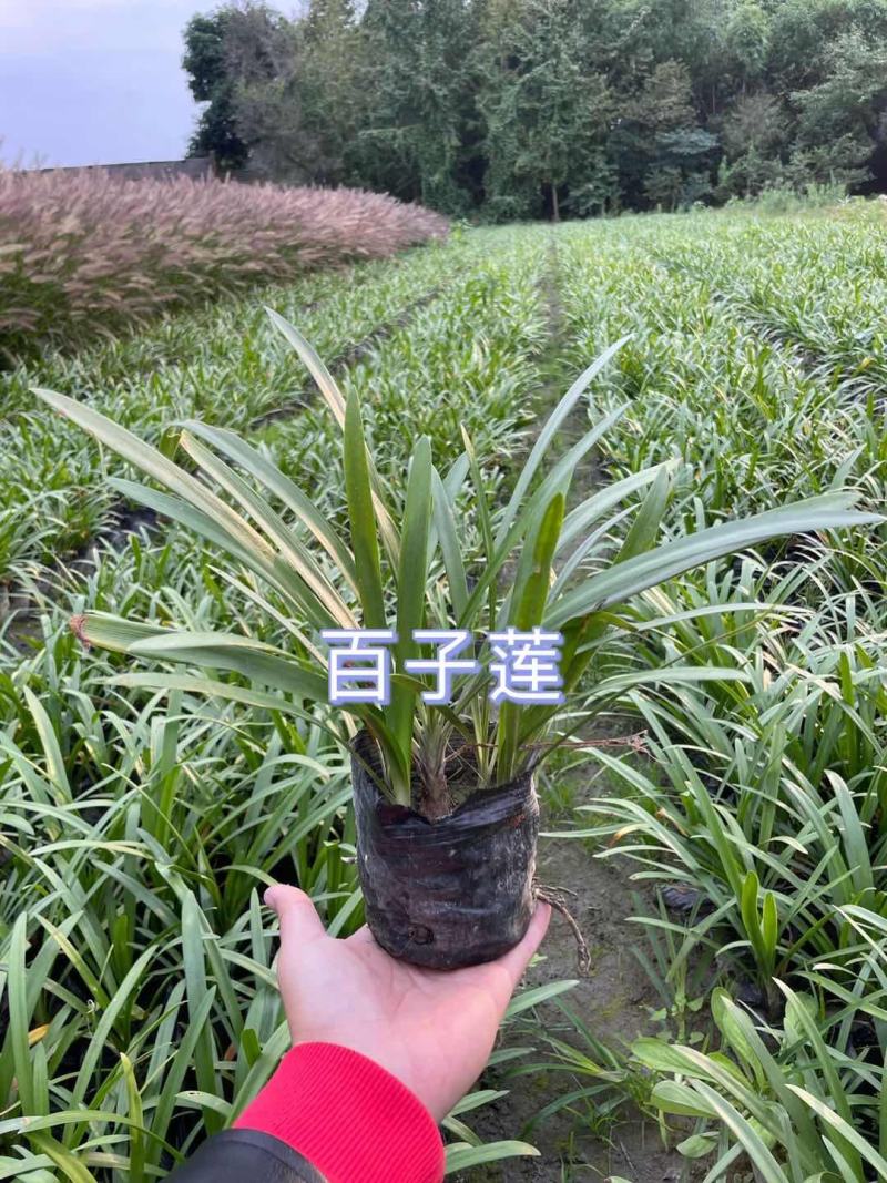 白子莲