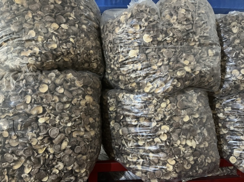 【场地优选】庆元香菇薄菇中国香菇地理标志产