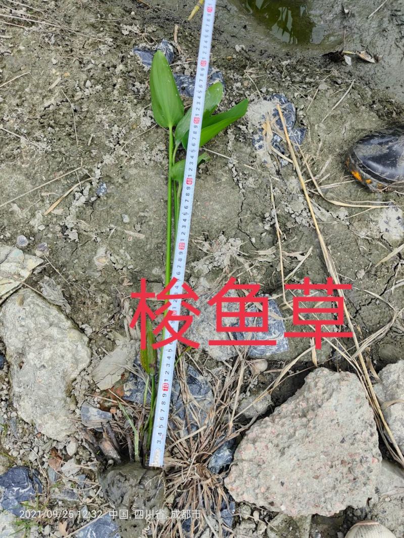 梭鱼草