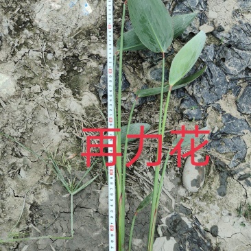 再力花