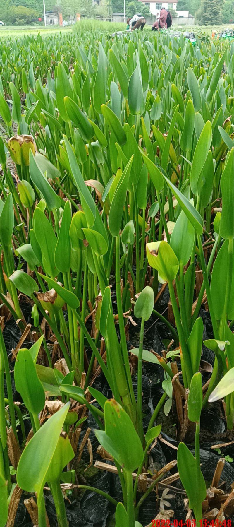 再力花