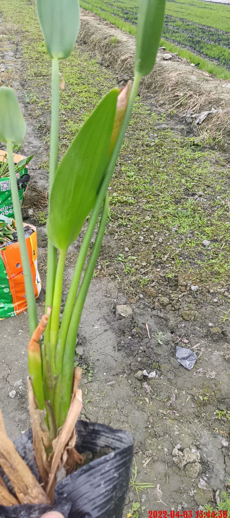 再力花
