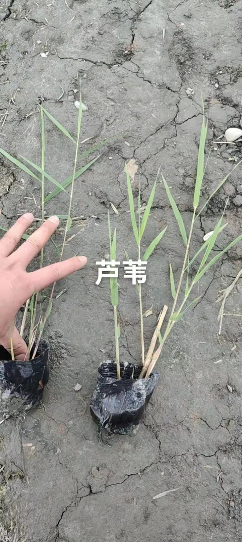 芦苇