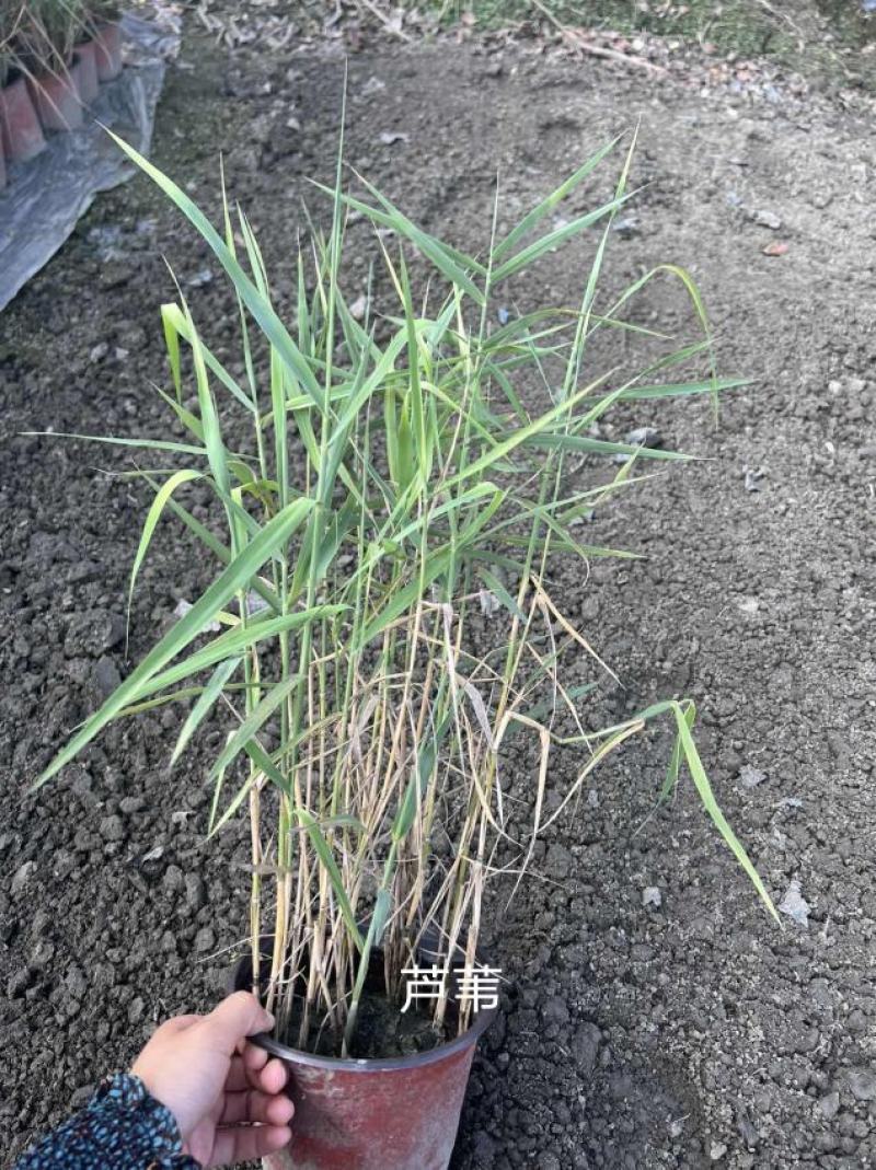 芦苇