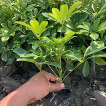 鸭脚木盆栽鹅掌木大植物八方来财树苗室内吸甲醛客厅净化空气