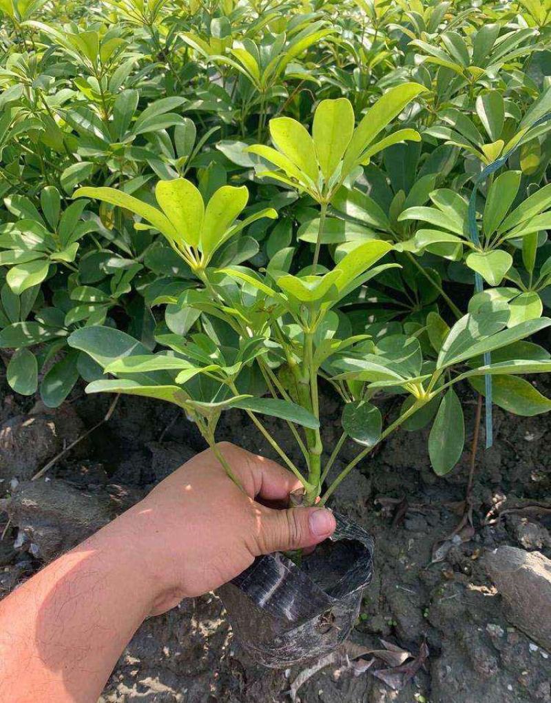 鸭脚木盆栽鹅掌木大植物八方来财树苗室内吸甲醛客厅净化空气