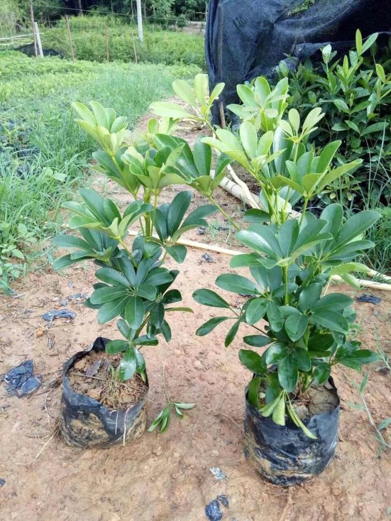 鸭脚木盆栽鹅掌木大植物八方来财树苗室内吸甲醛客厅净化空气
