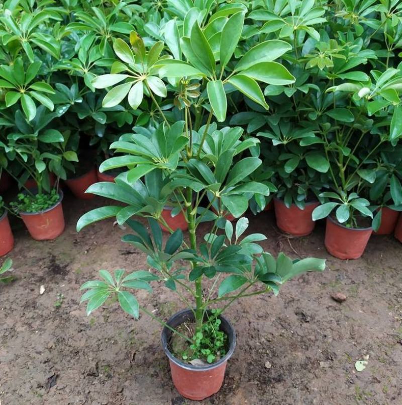 鸭脚木盆栽鹅掌木大植物八方来财树苗室内吸甲醛客厅净化空气