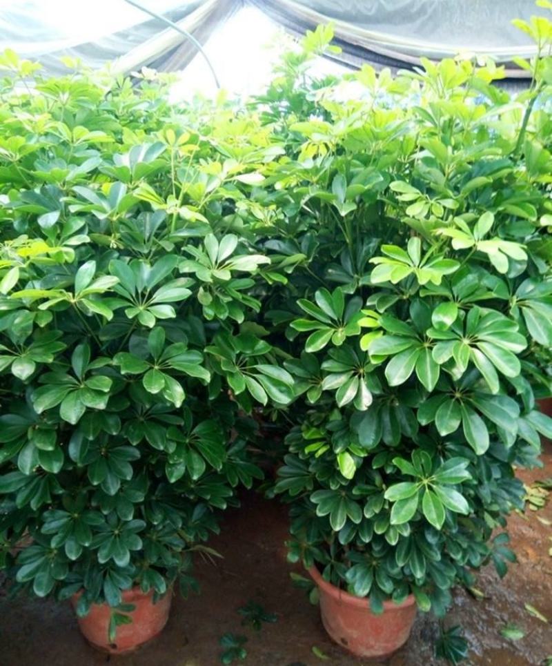 鸭脚木盆栽鹅掌木大植物八方来财树苗室内吸甲醛客厅净化空气