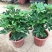 鸭脚木盆栽鹅掌木大植物八方来财树苗室内吸甲醛客厅净化空气