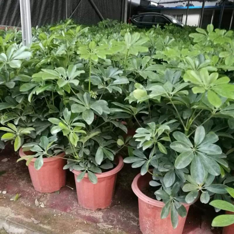鸭脚木盆栽鹅掌木大植物八方来财树苗室内吸甲醛客厅净化空气