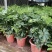 鸭脚木盆栽鹅掌木大植物八方来财树苗室内吸甲醛客厅净化空气