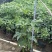 鸭脚木盆栽鹅掌木大植物八方来财树苗室内吸甲醛客厅净化空气
