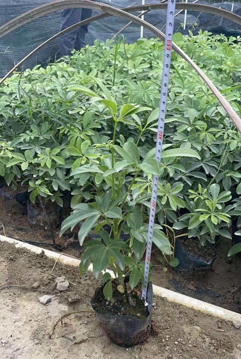 鸭脚木盆栽鹅掌木大植物八方来财树苗室内吸甲醛客厅净化空气
