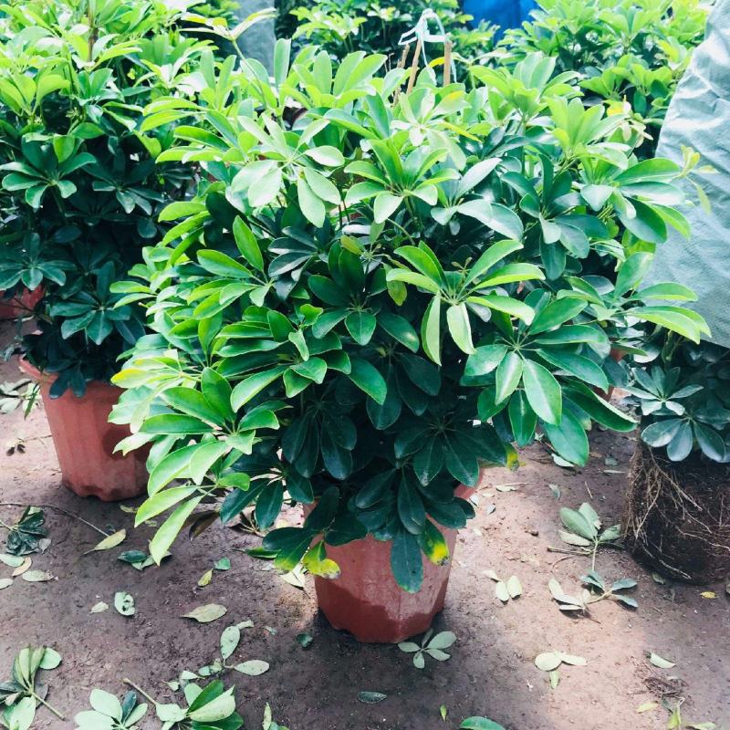鸭脚木盆栽鹅掌木大植物八方来财树苗室内吸甲醛客厅净化空气