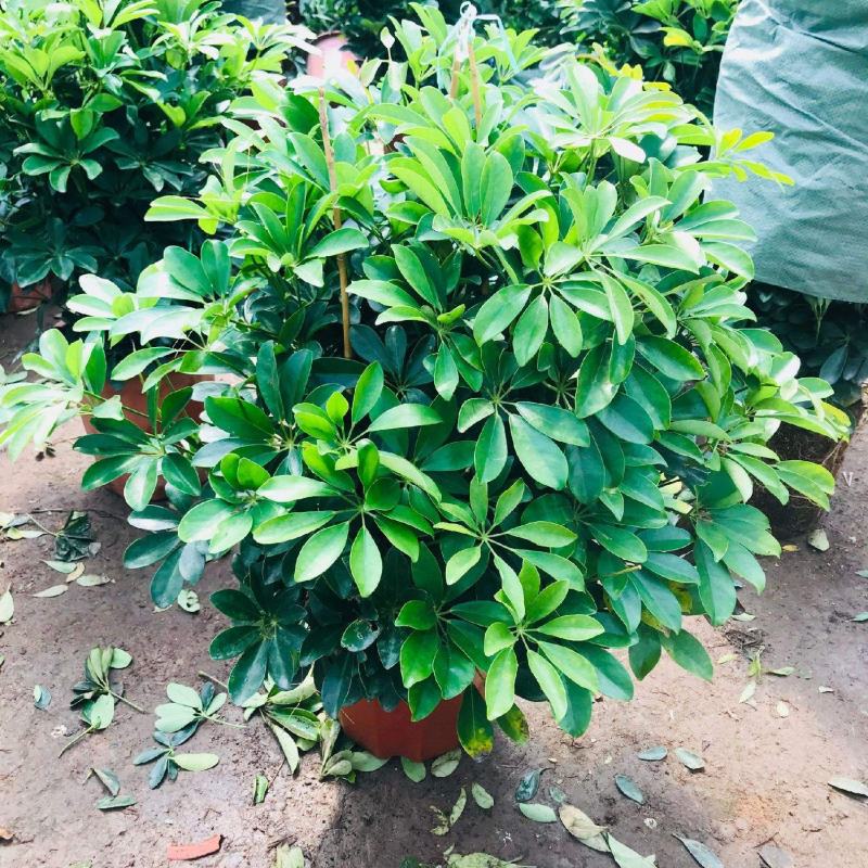 鸭脚木盆栽鹅掌木大植物八方来财树苗室内吸甲醛客厅净化空气