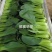 抗病高温不拔节易捆扎青梗菜种子德赛华星油亮青梗菜鸡毛菜