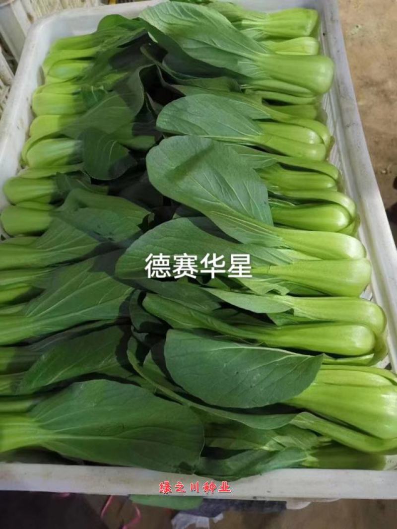 抗病高温不拔节易捆扎青梗菜种子德赛华星油亮青梗菜鸡毛菜