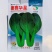 抗病高温不拔节易捆扎青梗菜种子德赛华星油亮青梗菜鸡毛菜