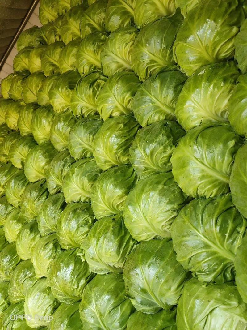 张北甘蓝大量上市中