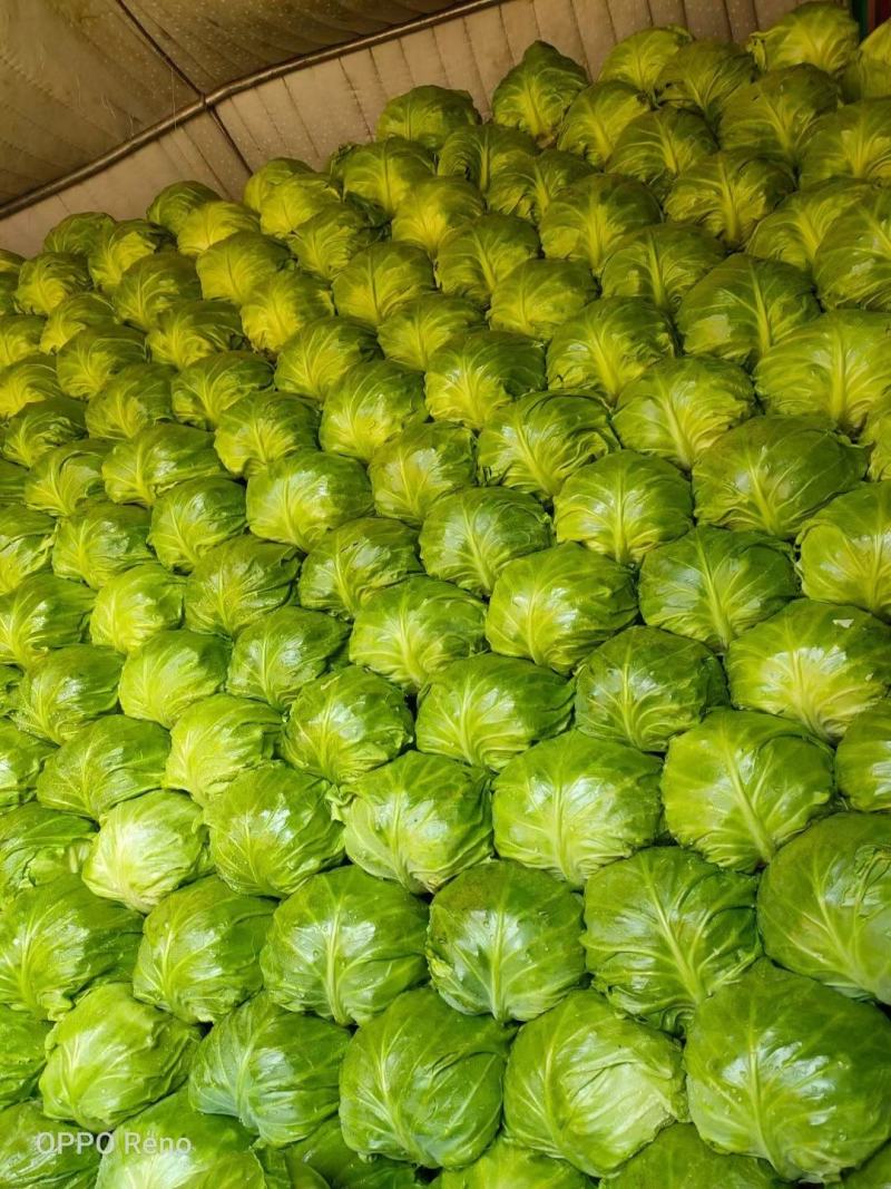 张北甘蓝大量上市中