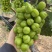精品阳光玫瑰现摘现发全国发货欢迎老板咨询