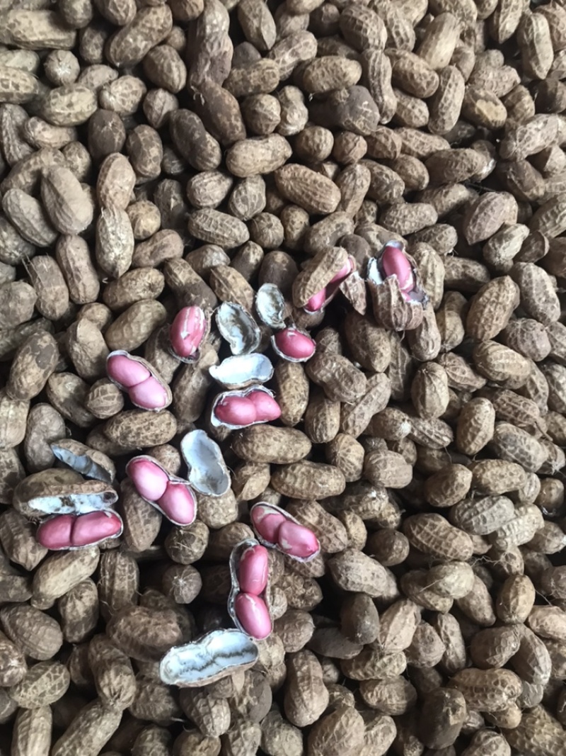 红米两粒鲜花生大量供应，欢迎新老客户定购。诚信为本
