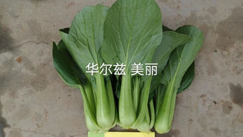 德高华尔兹美丽改良青梗菜种子油亮型青菜种子耐热耐湿易捆扎