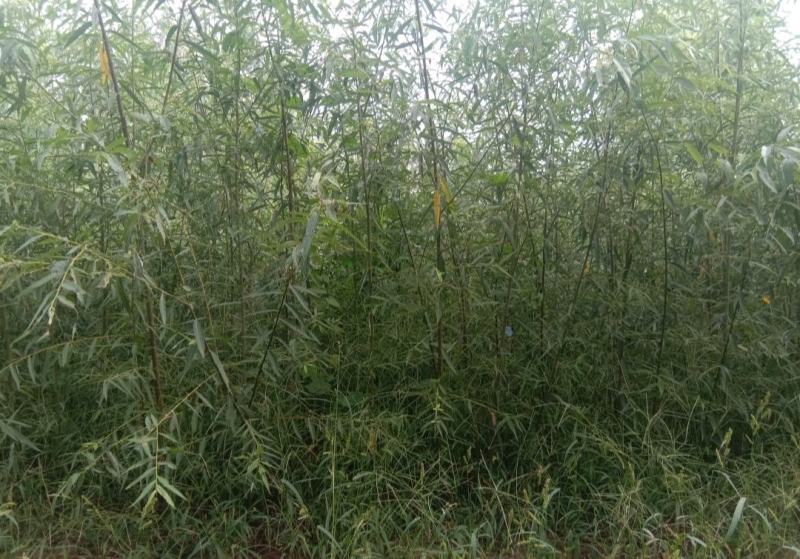 金蝉养殖专用柳树苗，抗虫，抗病，根系发达