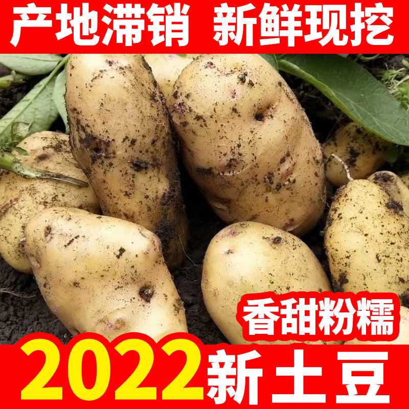 【推荐】陕北土豆定边土豆希森六号土豆黄心土豆