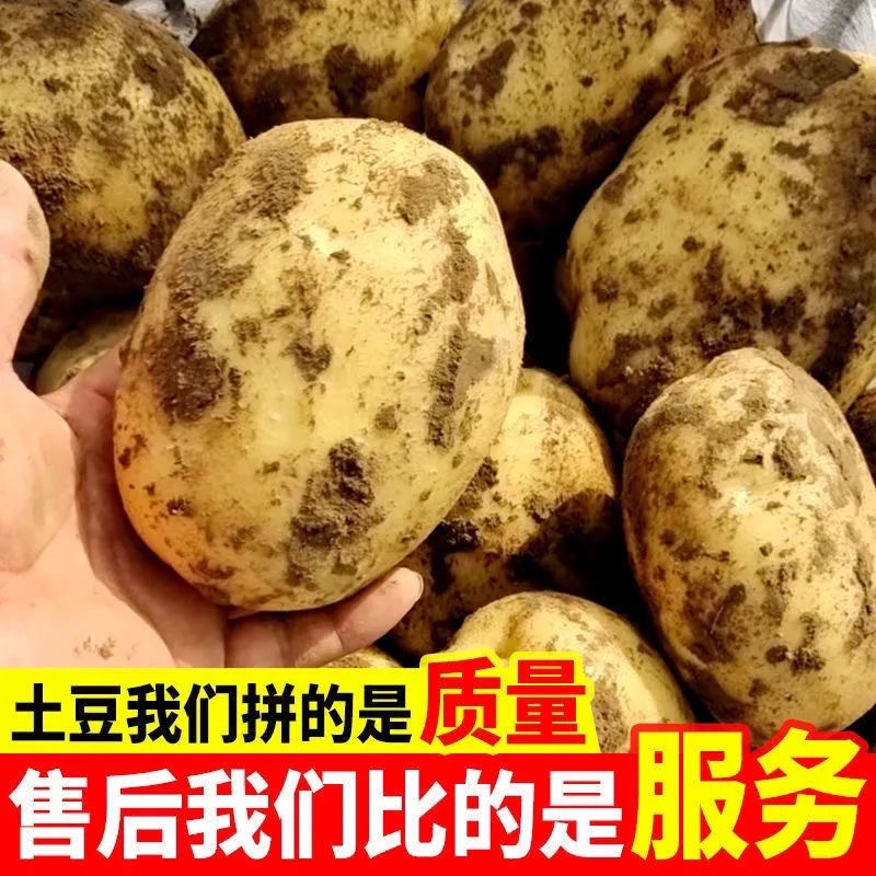 【推荐】陕北土豆定边土豆希森六号土豆黄心土豆