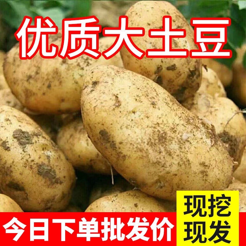 【推荐】陕北土豆定边土豆希森六号土豆黄心土豆