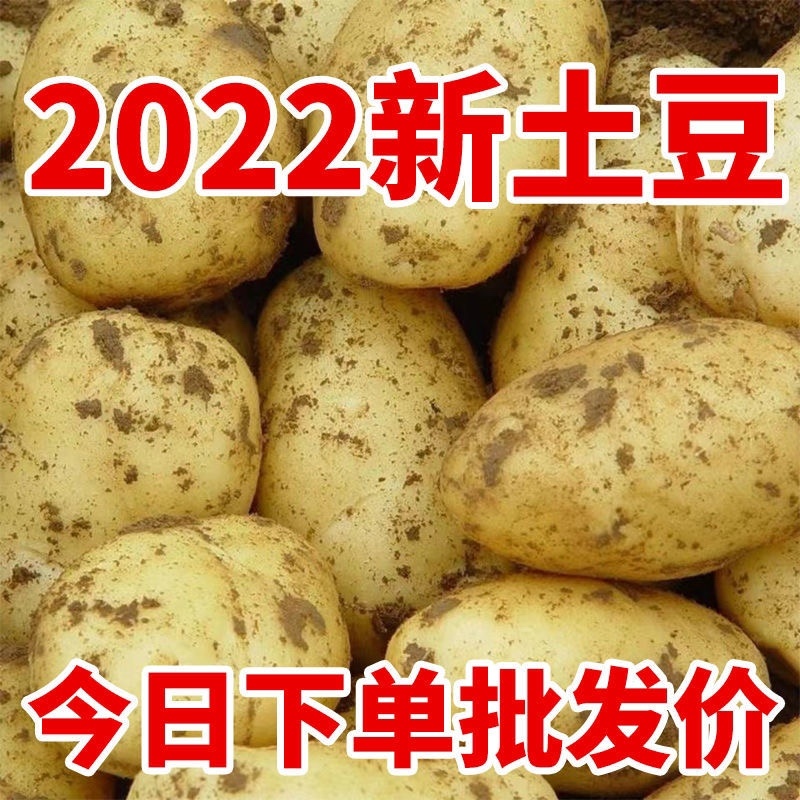 【推荐】陕北土豆定边土豆希森六号土豆黄心土豆