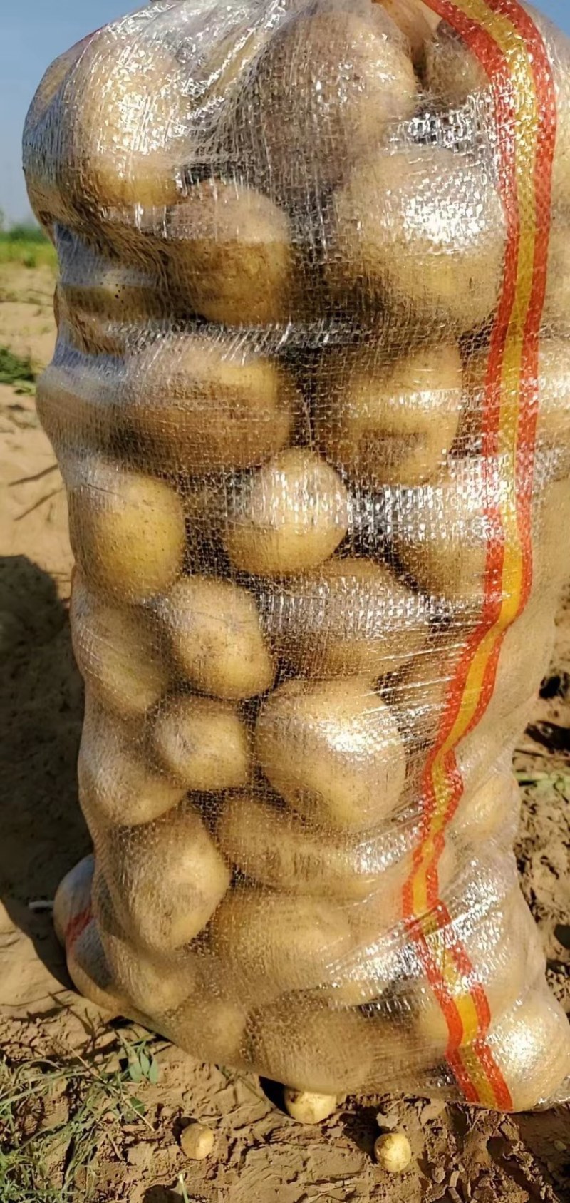 【推荐】陕北土豆定边土豆希森六号土豆黄心土豆