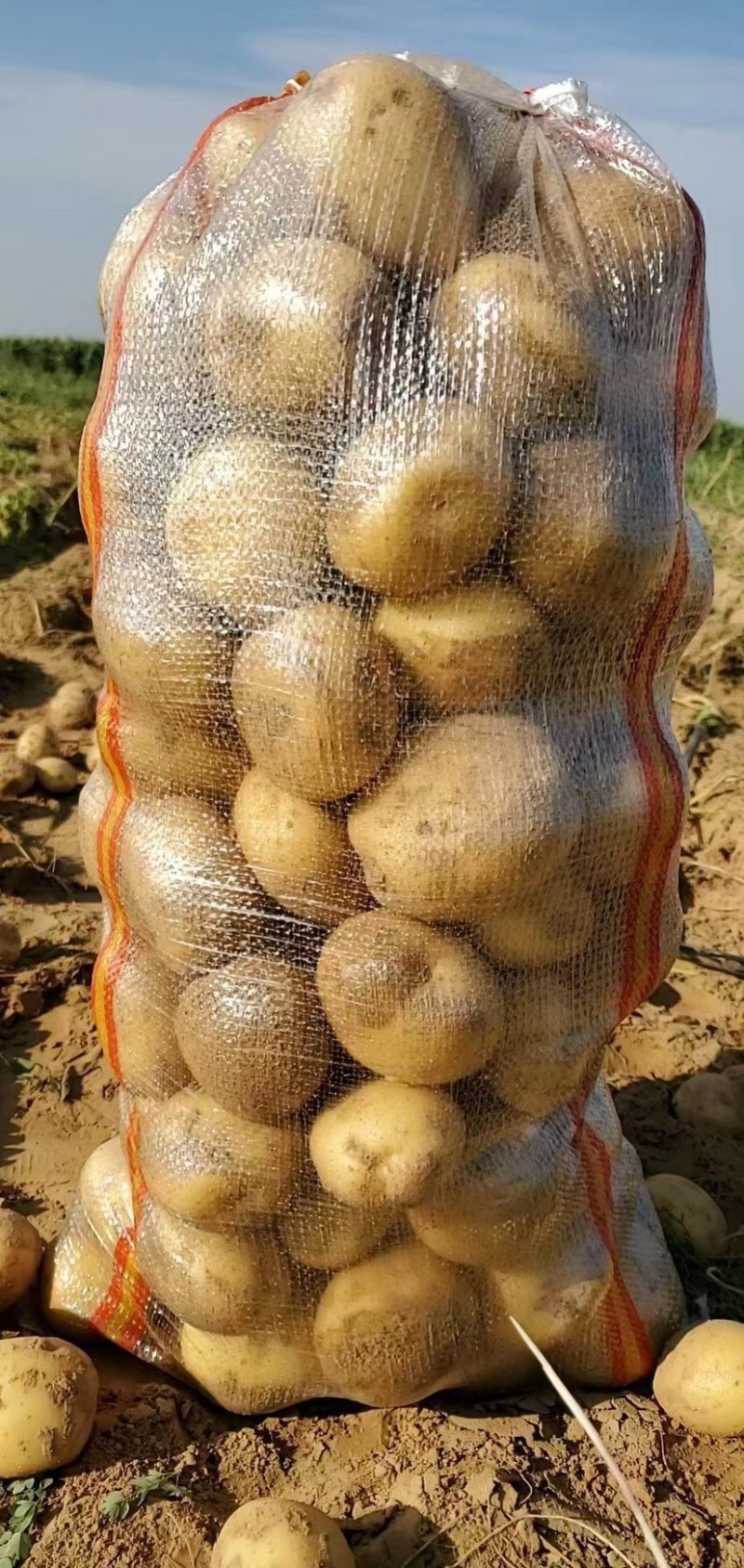 【推荐】陕北土豆定边土豆希森六号土豆黄心土豆